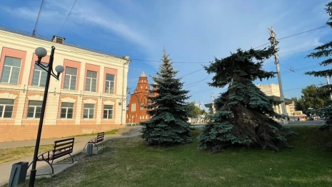 В мэрии Владимира рассказали, из-за чего лишилась макушки голубая ель в центре 
