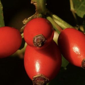 День Симеона Столпника: что запрещено и что можно делать 6 июня