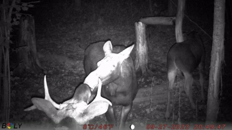 Поцелуй лосей из Владимирской области попал в фотоловушку