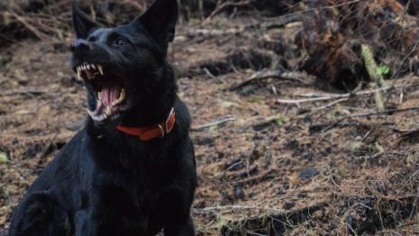 В одном из районов Владимира ввели карантин по бешенству