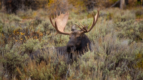 Во Владимирской области браконьера осудят за отстрел лося из винтовки с тепловизором