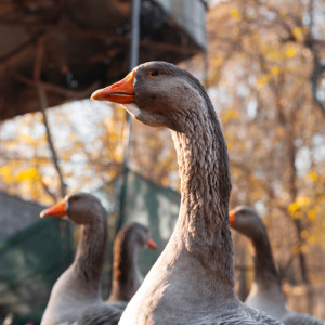 Народные приметы на 31 января 2024 года: что можно и нельзя делать в Афанасьев день