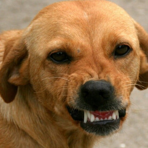 Во владимирском микрорайоне Оргтруд обнаружили очаг бешенства