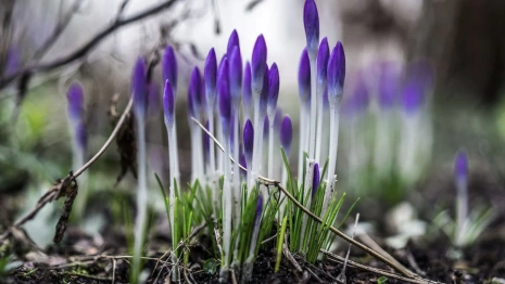 Синоптики пообещали потепление до +13 градусов во Владимирской области