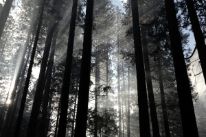 Во Владимире в лесополосе нашли полностью обгоревшего мужчину: он скончался в реанимации