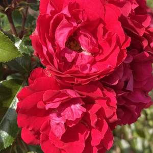 Владимирцев предупредили о сохранении аномальной жары 14 июля