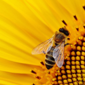 Зосима Пчельник: что можно и нельзя делать 2 июля