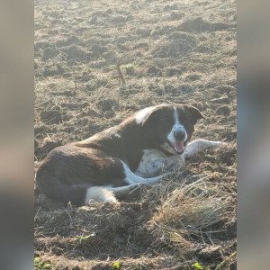 Во Владимире расстрелянный пес Бимка ищет дом