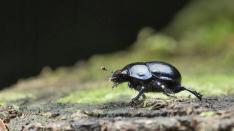 День Митрофана Навозника: что можно и чего нельзя делать 17 июня