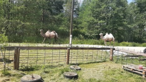 Пара верблюдов испортила жизнь сельчанам во Владимирской области