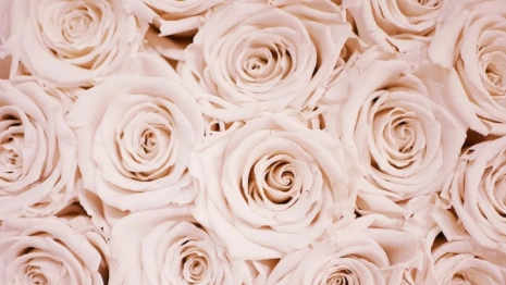 Пьяный житель Владимира украл 275 роз и дарил их незнакомкам 