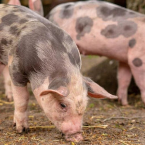 Во Владимирской области выявили шестой очаг африканской чумы свиней