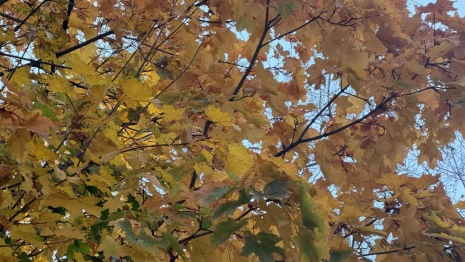 Осень придет во Владимирскую область с 18 сентября