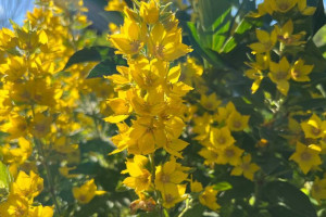 Стало известно, когда во Владимирской области закончится 30-градусная жара