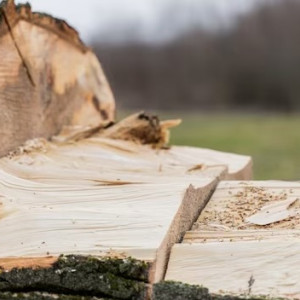 Жительница Александрова срубила осины и ели на 600 тыс. рублей