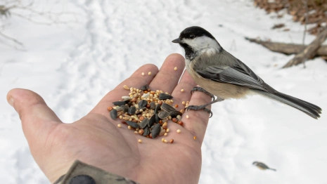 Народные приметы: что можно и нельзя делать 5 января на Федулов день