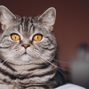 Десятый день Великого поста: что можно и нельзя 27 марта