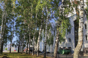 Артисты Владимирского драмтеатра обновят березовую рощу