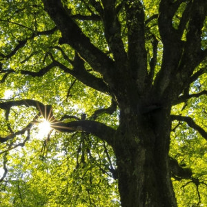 Во Владимире на Студеной горе вырубили 26 взрослых кленов