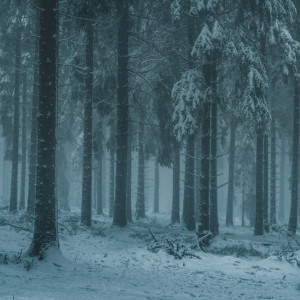 Во Владимирской области нашли мертвым 27-летнего парня в серо-зеленой куртке