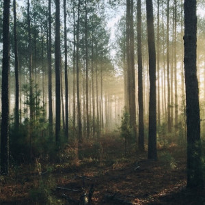 Владимирцев позвали на срочные поиски в лесу 45-летнего мужчины в камуфляже