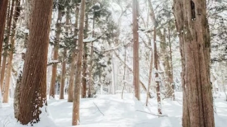 Пропавшую 34-летнюю жительницу Владимирской области нашли живой