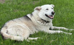 Во Владимирской области в марте выявили новый случай бешенства