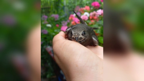 Во владимирской областной библиотеке спасли птенца стрижа