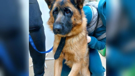 Во Владимире пытавшаяся укусить движущуюся машину собака сломала челюсть