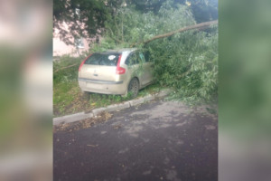 Управляющая компания заплатит за упавшее на машину дерево в Александрове
