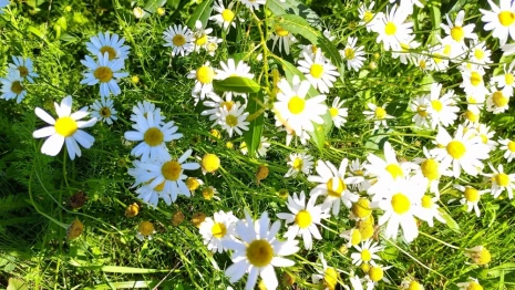 Первый день августа во Владимирской области будет жарким, но пасмурным