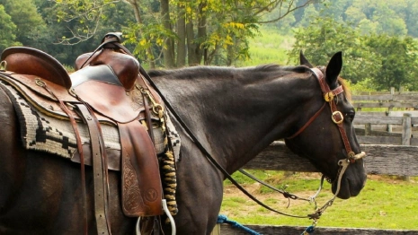 В Муроме после падения девочки с лошади на Центр иппотерапии завели уголовное дело 