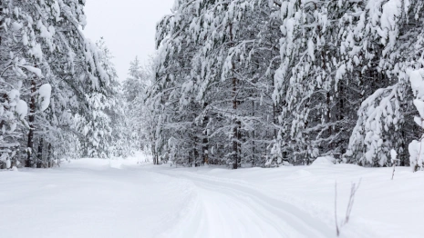 Снегопады вернутся во Владимирскую область к выходным