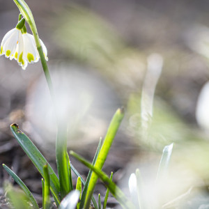 Синоптики пообещали 10-градусное тепло во Владимирской области