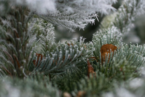 Во Владимирскую область на день вернется мороз до -19