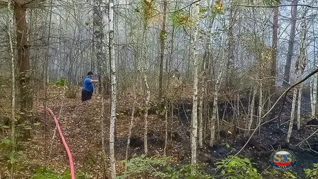 Лесной пожар в Камешковском районе добрался до деревни Высоково