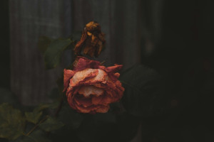 Во Владимирской области смертность в 2,6 раза превысила рождаемость