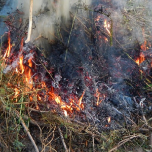 Во Владимирской области ландшафтные пожары за сутки выжгли пять участков