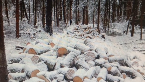 В Кольчугино «черного лесоруба» оштрафовали на 1 млн рублей