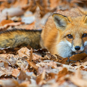 Главными переносчиками бешенства во Владимирской области стали лисы