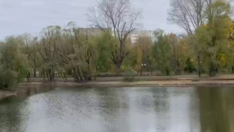 Во Владимире у Соловьиного пруда появится живая изгородь