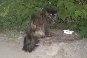 Во Владимире мужчина выбросил кота из окна 5 этажа и избил полицейского