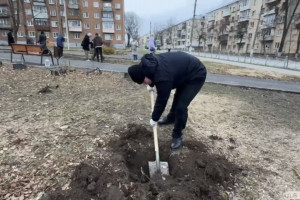 Во владимирском сквере на Усти-на-Лабе высадили каштан взамен спиленных деревьев