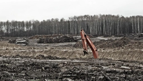 Спиленные ради реконструкции аэропорта во Владимире деревья отправят в зону СВО
