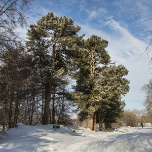 Синоптики дали прогноз на первые выходные зимы во Владимирской области