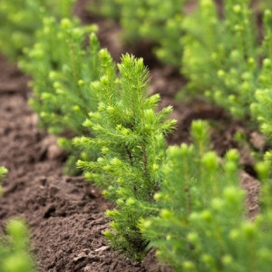 Во Владимирской области в «Саду памяти» высадили 11 тыс. сосен