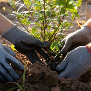 Во Владимирской области высадили 250 тыс. деревьев
