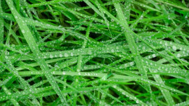 Прогноз погоды во Владимире и области на 18 апреля 2026 года