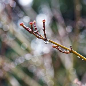 Во Владимирской области снег сойдет к 5 апреля