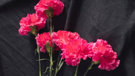 Владимирцам предложили возложить цветы в память о жертвах теракта в «Крокусе»